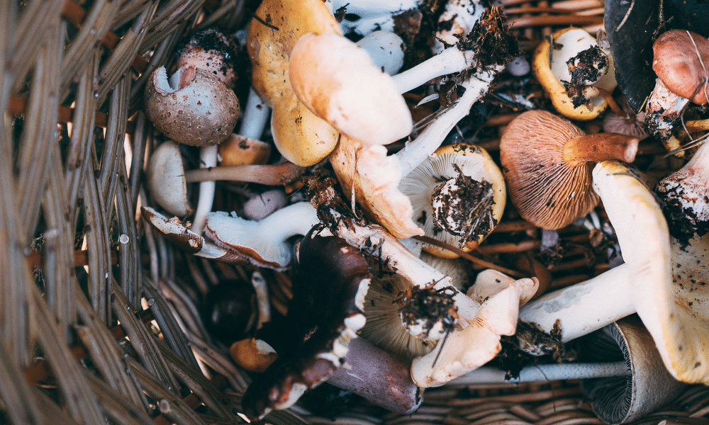 Wat jij nog niet wist over paddenstoelen: 5 weetjes
