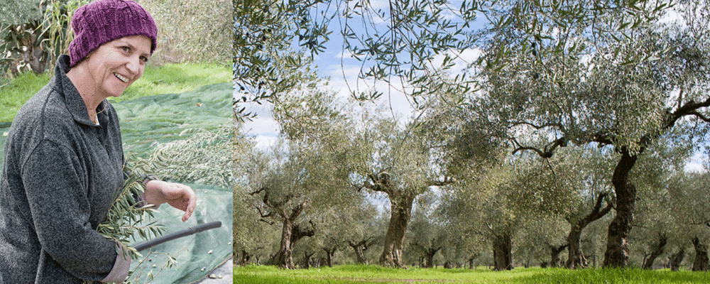 epikouros bio extra vierge olijfolie beste olijfolie ter wereld kopen be o markt